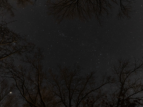Sternenhimmel zwischen den Bäumen