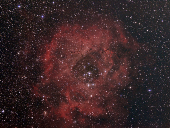 Rosettennebel NGC 2237-2244 mit 6" Newton bei f/3 unter bortle 8 Himmel, Canon 77da: 128x30 sec mit dem Optolong l-pro Breitband-Filter vom 08.01.24
