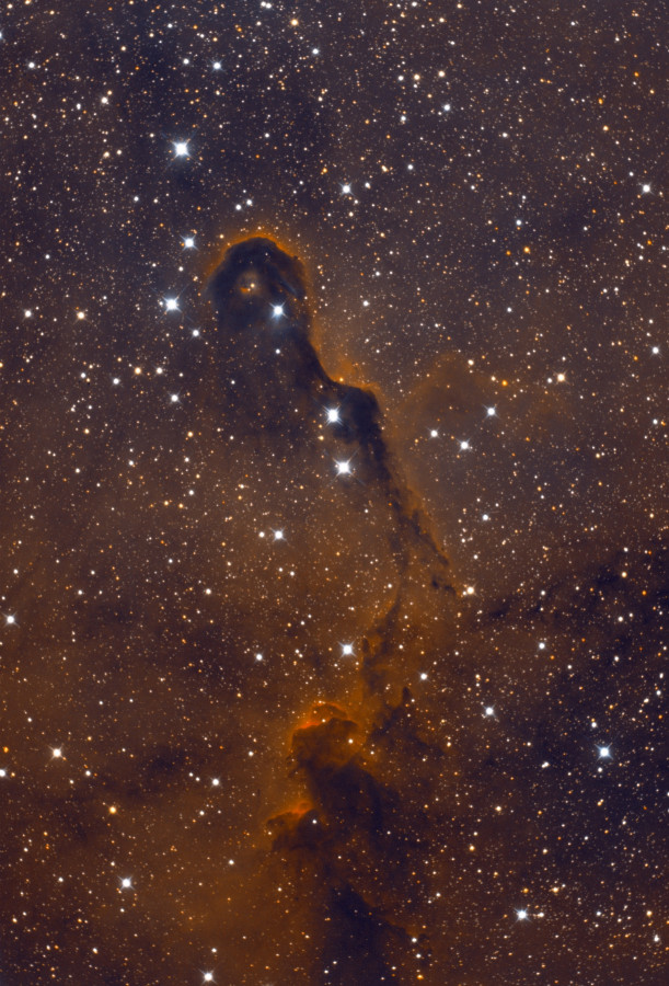 IC 1396A - Der Rüssel