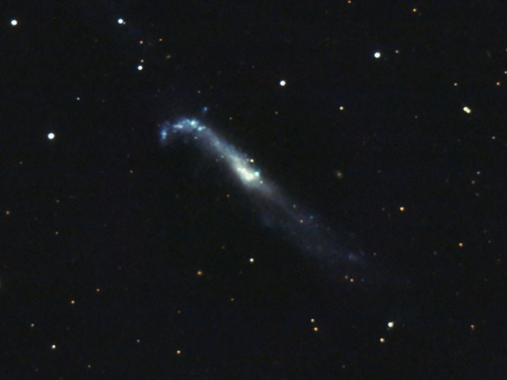 NGC4656 Hockey-Stick Galaxie mit dem C11