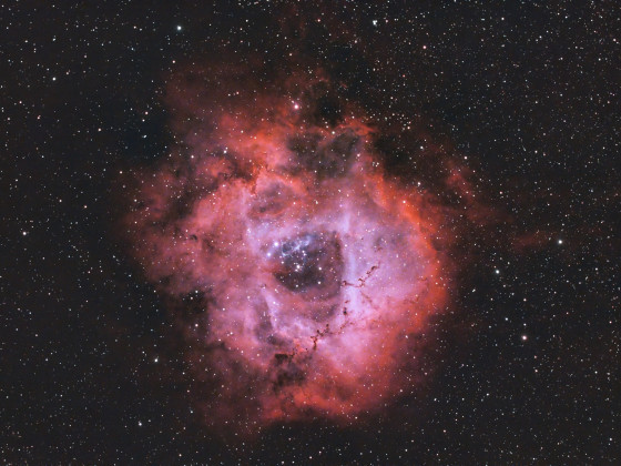 C49 / NGC 2238 - Rosettennebel