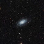 NGC2403 (Caldwell 7) - 1,25 Stunden - RGB - OSC ToupTek 2600 Color - Skywatcher 8" Quattro f/4