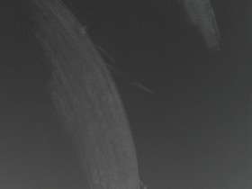 Sonne im PST (h-alpha) 11.09.2022