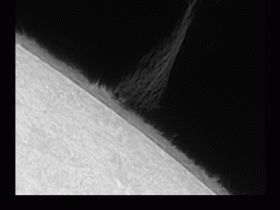 kleine Proti als GIF