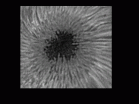 AR2995 GIF